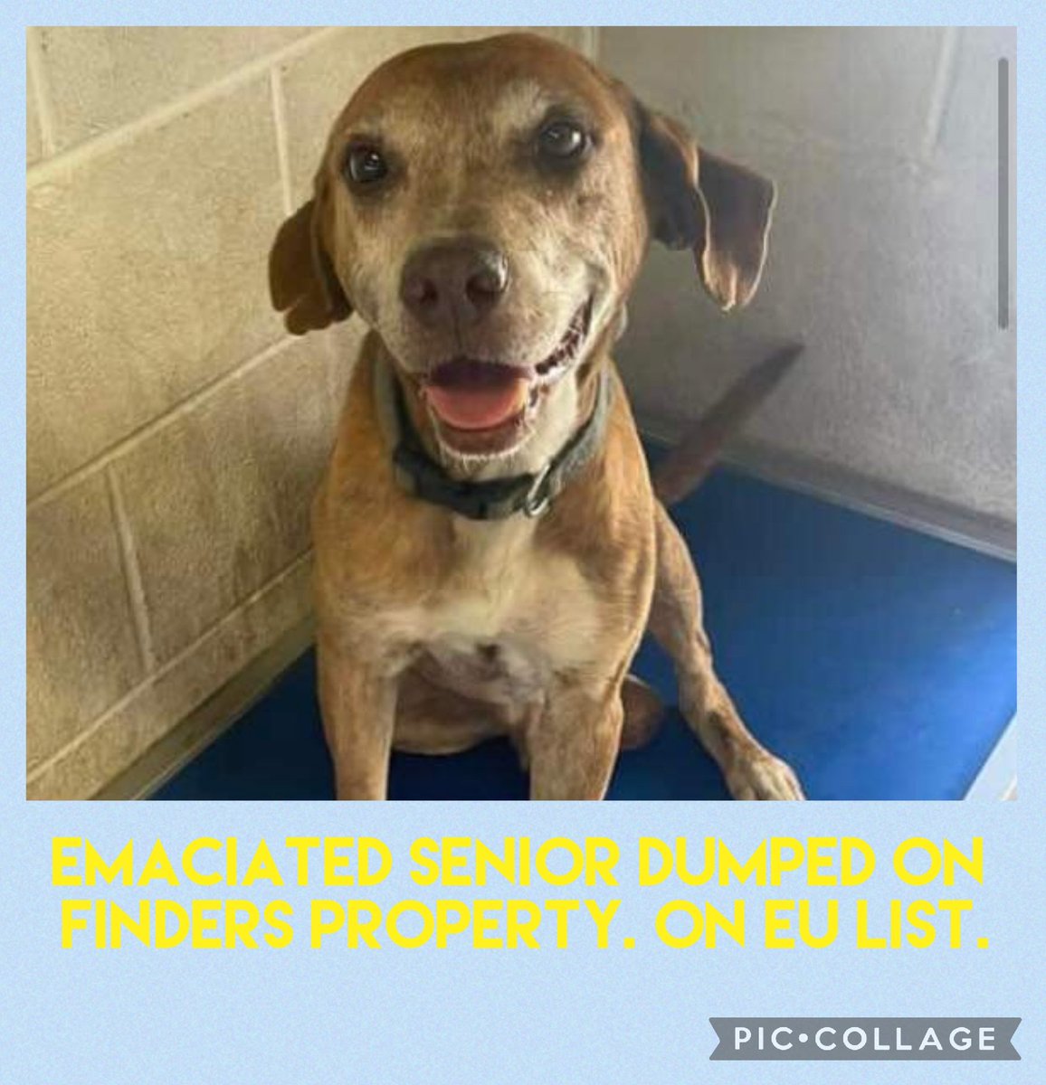 LisaBrabson's tweet photo. FRIENDS! HELP ME SAVE LEONARD.HE DOESN'T WANT TO DIE! He has so much love to give!  HE IS NOT OLD, HE IS EXPERIENCED! PLZ #ADOPT #FOSTER OR #PLEDGE TO ATTRACT A #RESCUE 💔 #PLEASERT TO GET HIM SEEN! Leonard is absolutely adorable! 
Rural Nueces County, #Texas 
FMI 410-608-2195 https://t.co/EZ3E8FcT69