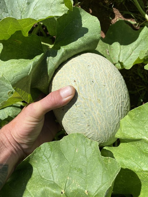 I like to play with my melons in the mornings while I water the garden  Do you like my melons https://t