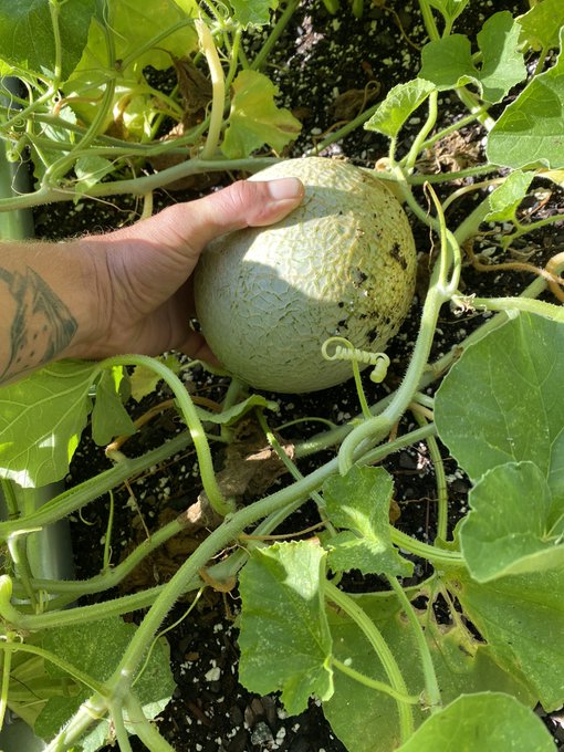 I like to play with my melons in the mornings while I water the garden  Do you like my melons https://t