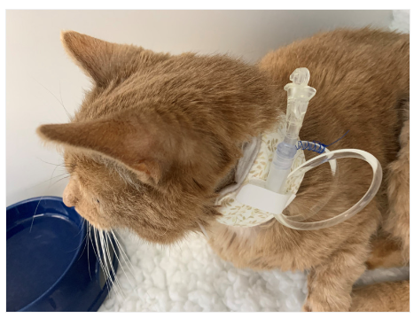 vet_prof's tweet photo. We are delighted BOVA Specials UK will again be sponsoring our Feline Interactive: live, online, case and discussion based CPD for general practitioners (21-22 Sep 2022, with Dr Sarah Caney and Sam Taylor), to guarantee another great course! More info: https://t.co/K96L5QeeqP https://t.co/oKvRplPGd8