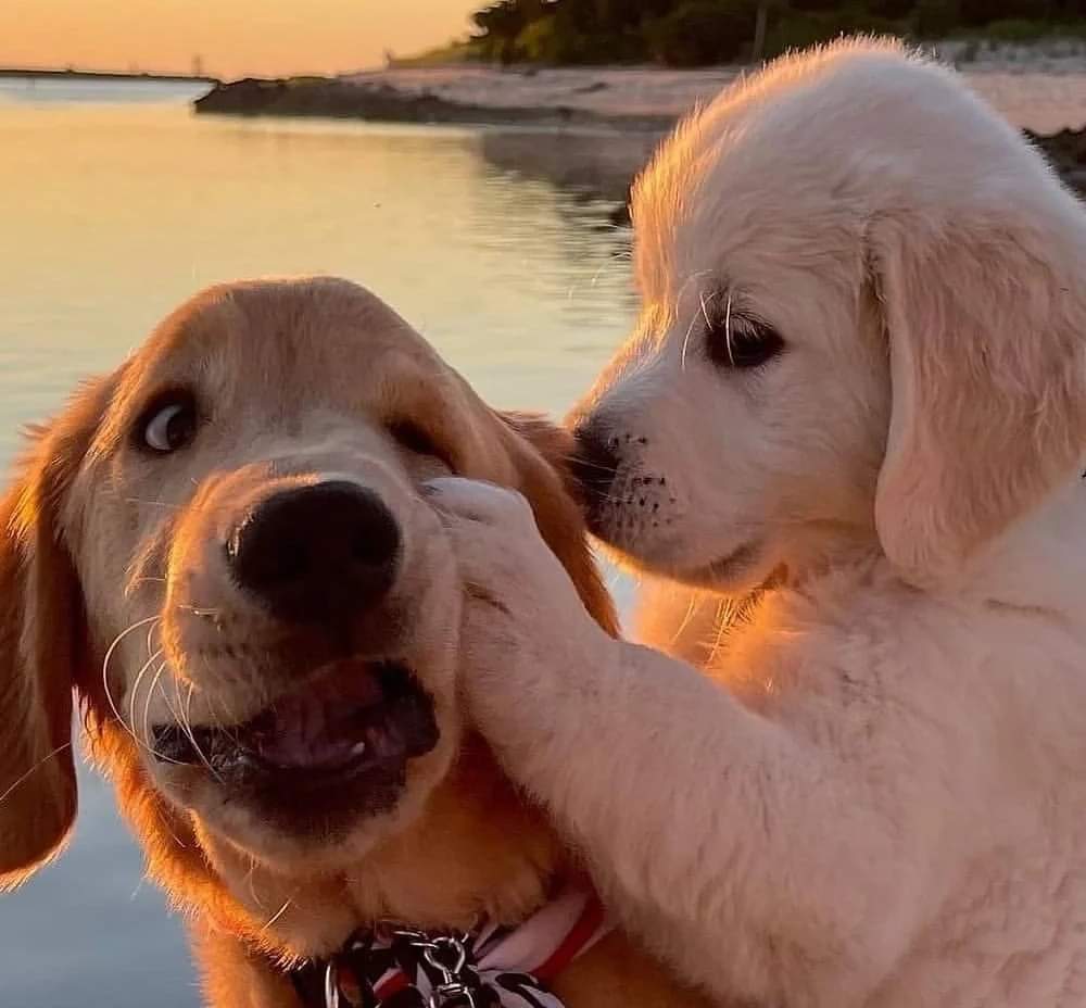 A sweet trip 😍😍

#pawup #pets #petlover #dog #doglife #doglover #dogtreats #treats #puppy #puppylife #dogfriend #dogbud #dogdays #dogsdaily #dogfan #dogfanatic #dogfans #dogstagram #foryou #foryoupage #dogsofinstagram #dogoftheday