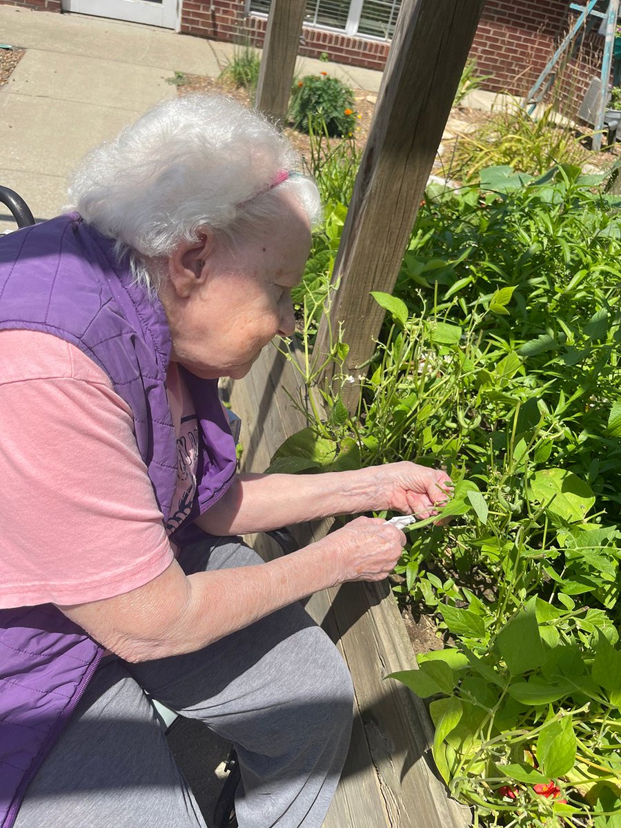 StCharlesHC's tweet photo. The garden is thriving and the vegetables are a plenty! Minus the deer that helped themselves to the green beans. 🥗🍅🦌#CampusInColor https://t.co/Bo5aY3sFWz