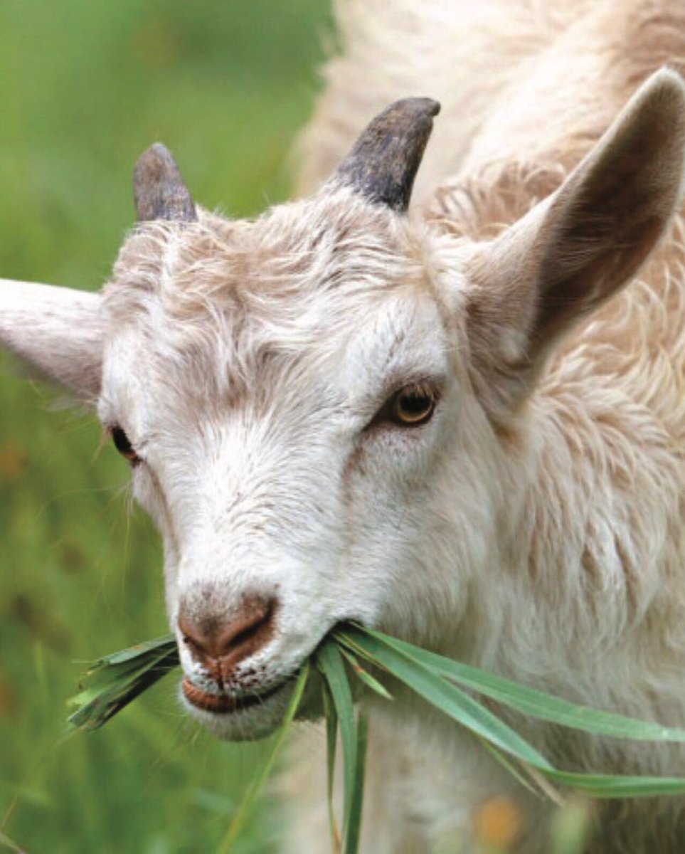 HHLandTrust's tweet photo. Join us this Sat. July 16, 10:00am-11:30am, for our #goatsatwork pilot project! Meet Wally & friends and learn about how they are going to help us in the open fields at #barnumcreeknaturereserve ๐Please register for this event! @ONlandtrusts @HaliburtonEcho @InnovHaliburton https://t.co/A1hiNANG6M