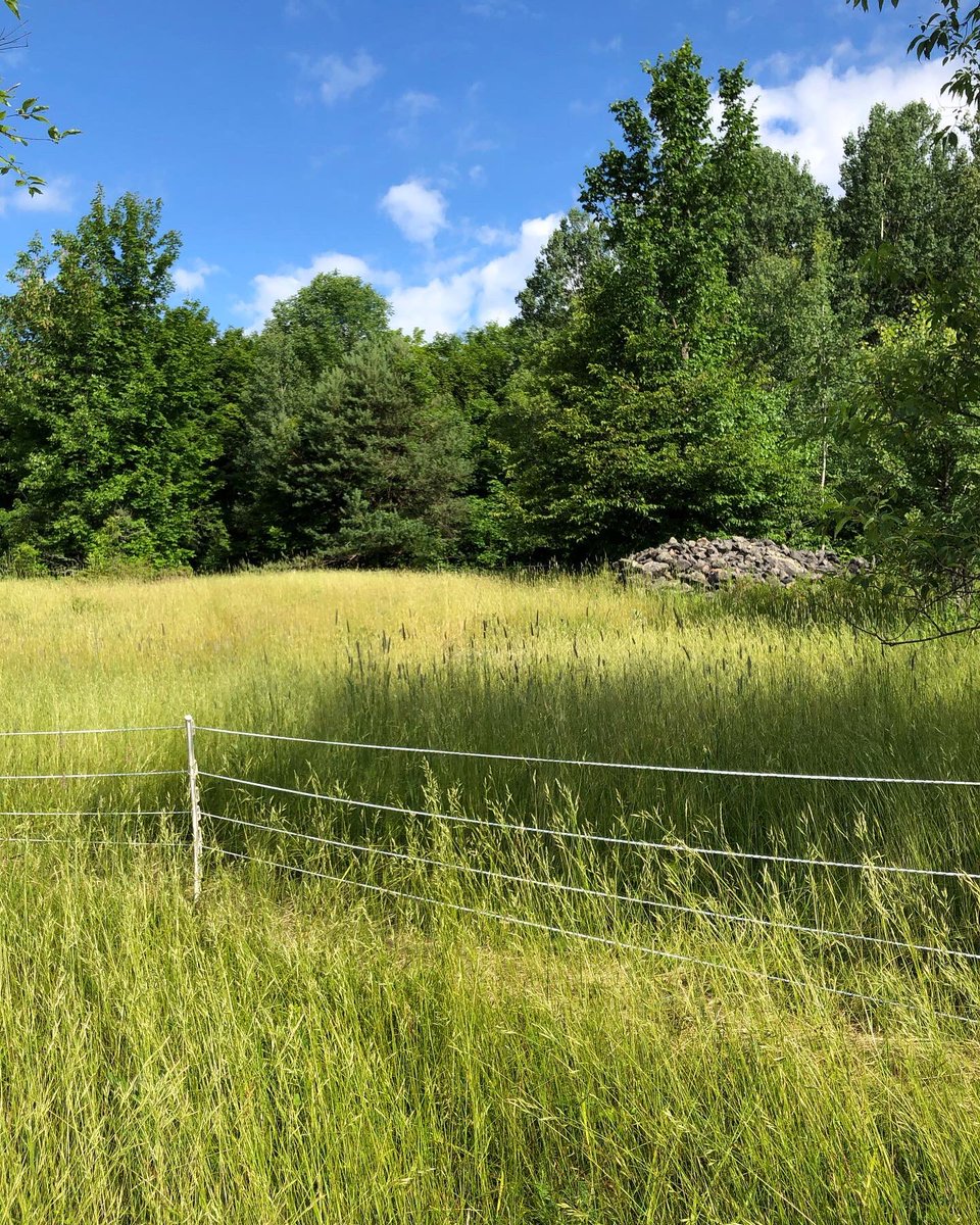 HHLandTrust's tweet photo. Join us this Sat. July 16, 10:00am-11:30am, for our #goatsatwork pilot project! Meet Wally & friends and learn about how they are going to help us in the open fields at #barnumcreeknaturereserve ๐Please register for this event! @ONlandtrusts @HaliburtonEcho @InnovHaliburton https://t.co/A1hiNANG6M