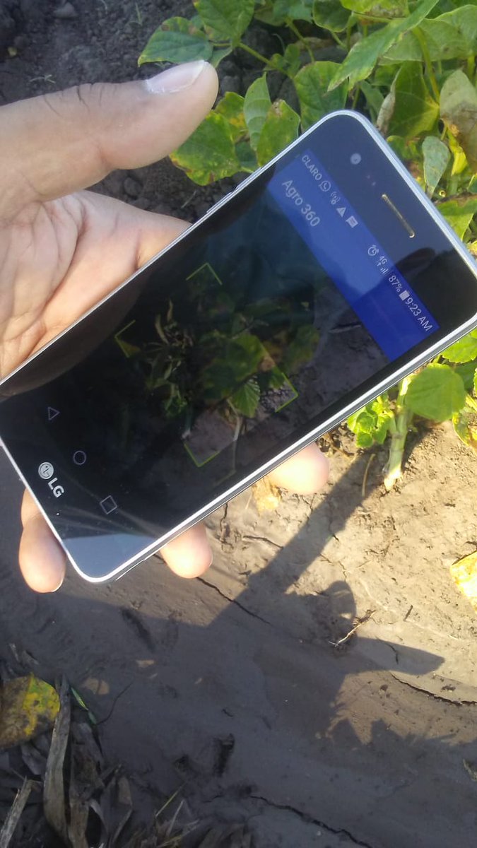 AGRO360rd's tweet photo. Detectando la enfermedad Phytophthora Infestans, conocida como Tizon Tardío en cultivos de tomates, a través de la Inteligencia Artificial (IA). 

🌐 https://t.co/AARNDerCyI

#agro360 #agriculture #SocialImpact #leadership #changemakers #sustainability #agriculturard https://t.co/fmzcFjrh09