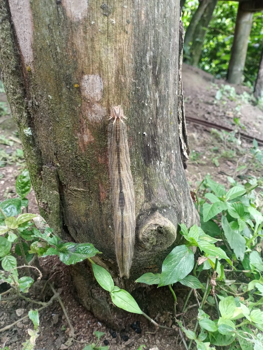 mariolester's tweet photo. @bichostw hay que investigar que podría ser esto, la fotografía fue tomada en Colombia, departamento del Tolima (~1500 m de altura). https://t.co/bI2kbJSxWY