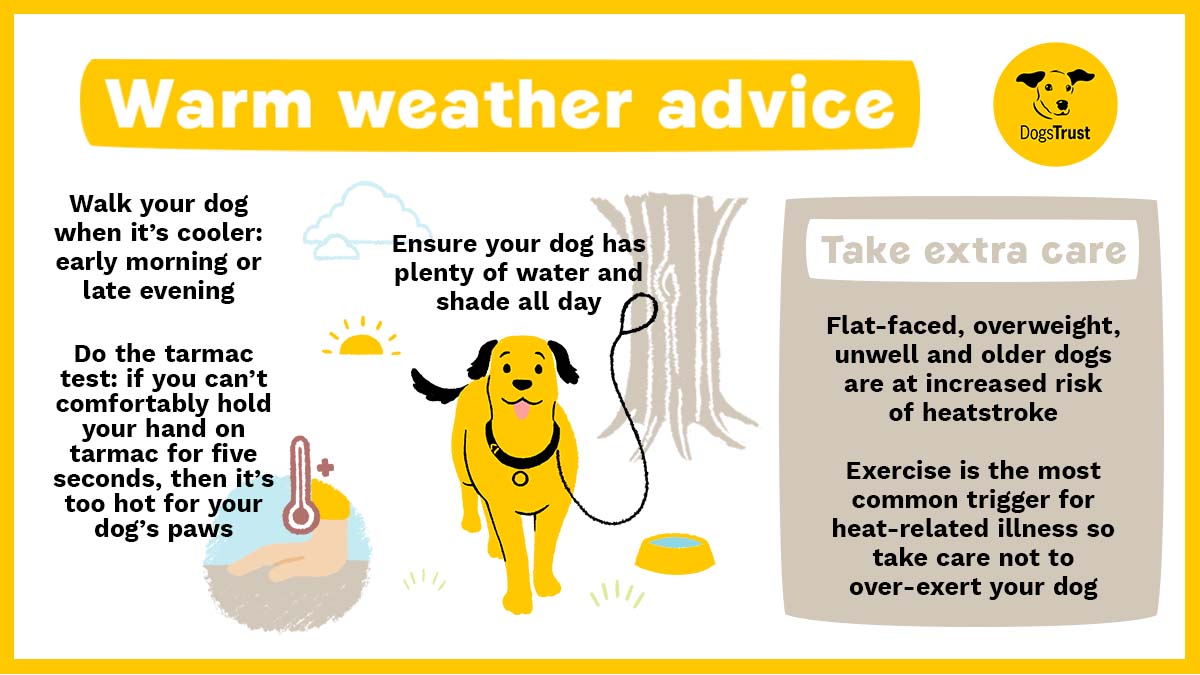 DogsTrust's tweet image. With temperatures soaring this week, here's a reminder on how to keep your dogs safe and happy in the warm weather 🌞💛👉

#HeatWave #UKSummer
