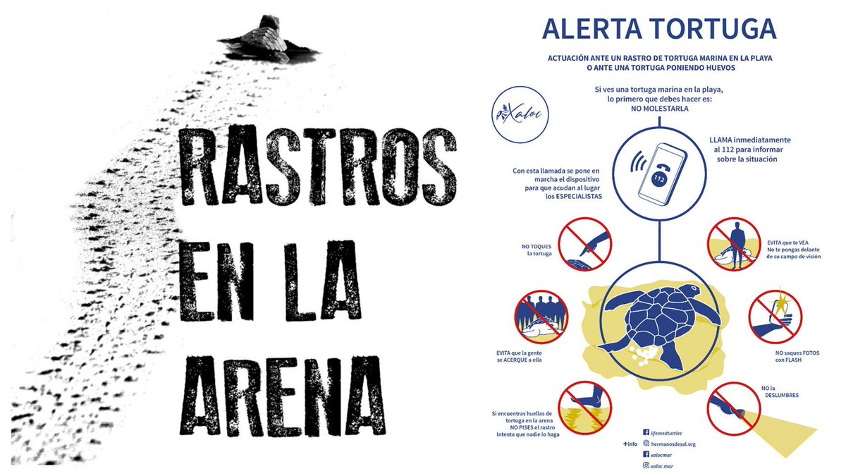 policiaelche's tweet photo. Si te #encuentras físicamente con una #tortuga marina:
· Llama al 112
· No te acerques
· Quédate en silencio y fuera de su campo de visión
· No uses flash ni luces
👉🏼 Leyendo noticias como esta, queda claro que es importante insistir un poco más
https://t.co/zMLX11Ha56 https://t.co/c75MVIIqXZ