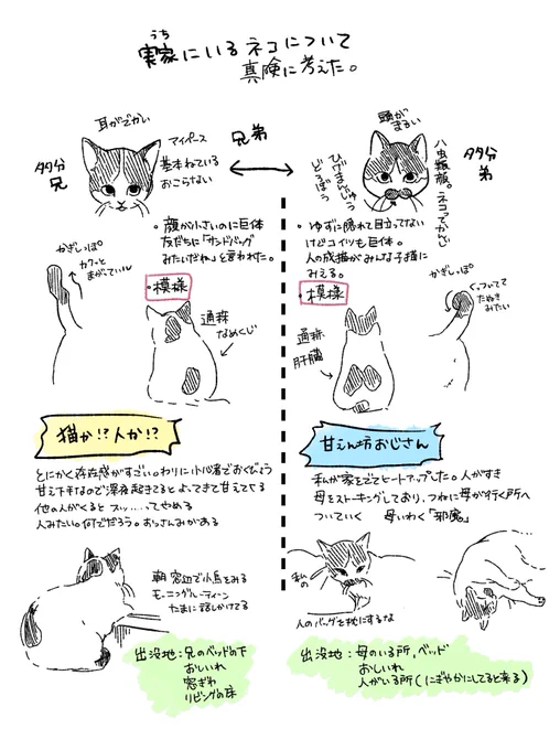 実家のねこについて真剣(かんじまちがえた)に考えた 