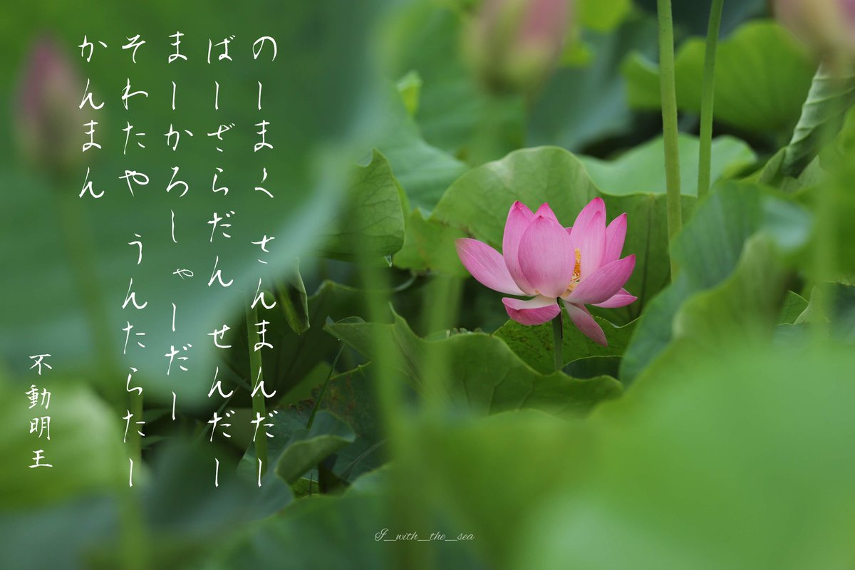 幸せを運ぶ笑顔
愛と隣合わせの幸せは
聖なる花のように
言葉は心を浄化する
言葉の威力は幸せな結末

#言霊 #守護神