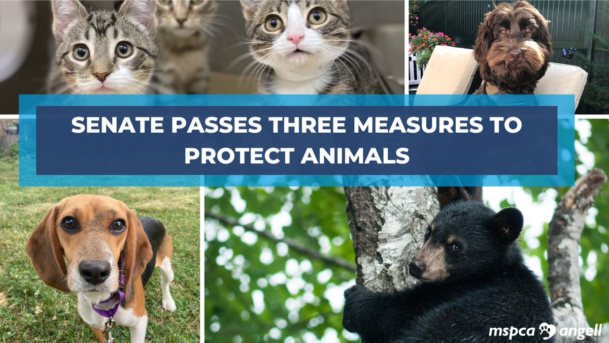 The MA Senate just passed 3 animal protection measures that positively impact animals in our state! Bills will crack down on poaching, protect research animals, and ensure safe kennels. TY @KarenSpilka @SenJoanLovely @SenRodrigues for your leadership on animal issues. #mapoli