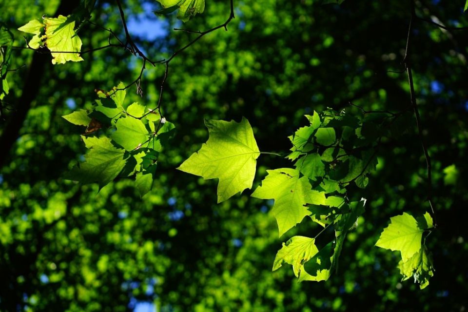 TreesforCities's tweet photo. Did you know about urban heat islands? This is when the high levels of concrete, pavement &amp; buildings in built up areas absorb and retain heat, making it even warmer! 🌡️

By planting more urban trees, we can help keep things COOL so let's invest in more nature based solutions 🌳 https://t.co/gdxyRJm8YF