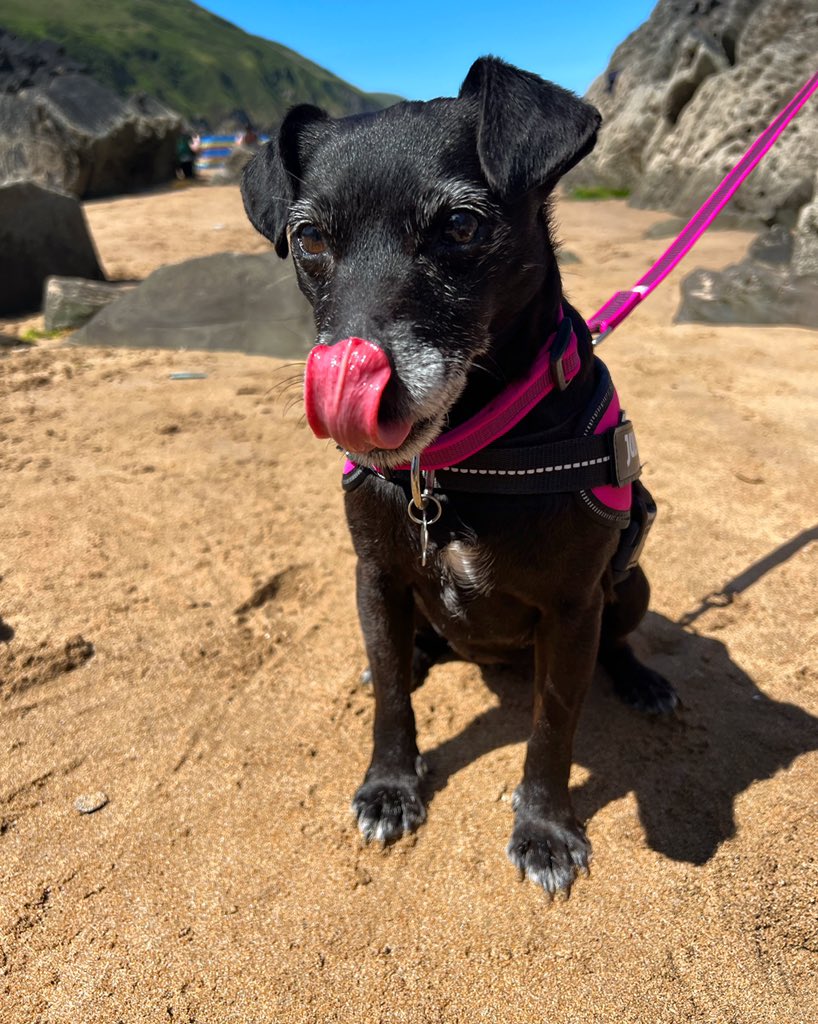 JoGatward's tweet photo. Someone enjoyed the beach this weekend πΆ and I had time out to reset ππ¦ #ACP #EMACP #EMACP #ED #Nurse #selfcare https://t.co/tOzdiIFw7Q