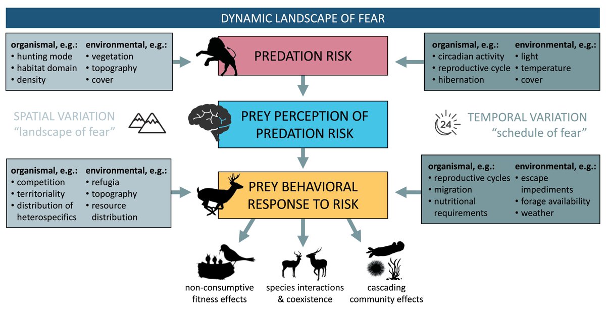 Excited to share our new review out now in <a href="/Trends_Ecol_Evo/">Trends in Ecology & Evolution</a>! We explore how landscapes of fear and rhythms of risk interact to form a ‘dynamic landscapes of fear', where spatial hotspots of predation risk vary across temporal cycles sciencedirect.com/science/articl… 1/