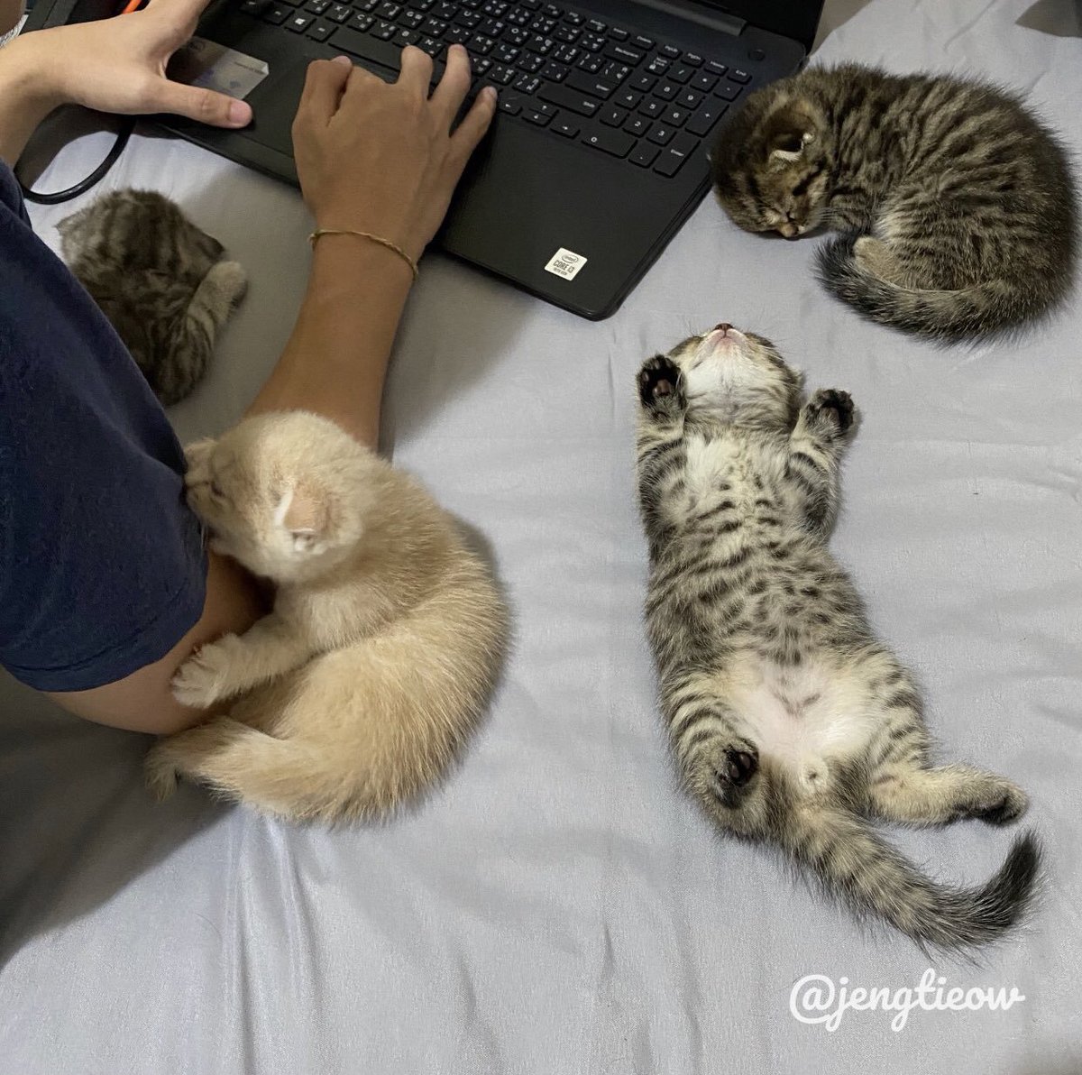 translated cats tweet media