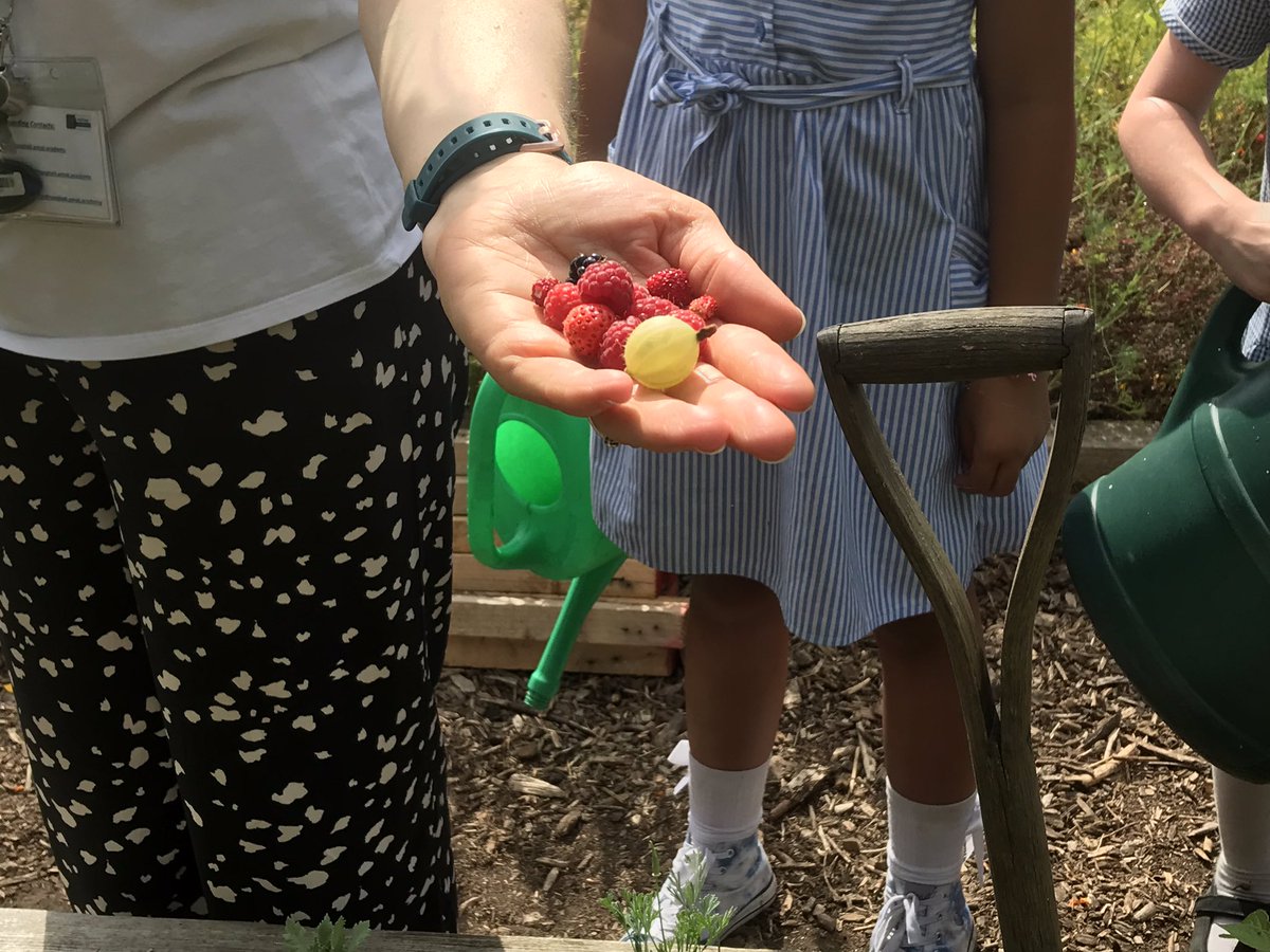 TH_AfterSchoolC's tweet photo. Watering the plants and finding raspberries in the school allotment tonight in magpies! #thcrew @pathfinder @tanghall https://t.co/kK1eQbYrMe