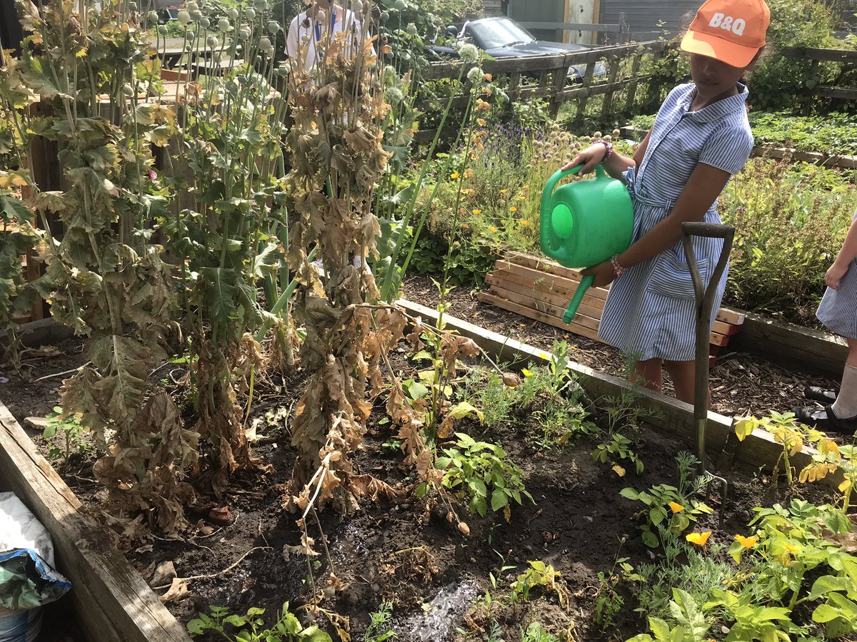TH_AfterSchoolC's tweet photo. Watering the plants and finding raspberries in the school allotment tonight in magpies! #thcrew @pathfinder @tanghall https://t.co/kK1eQbYrMe