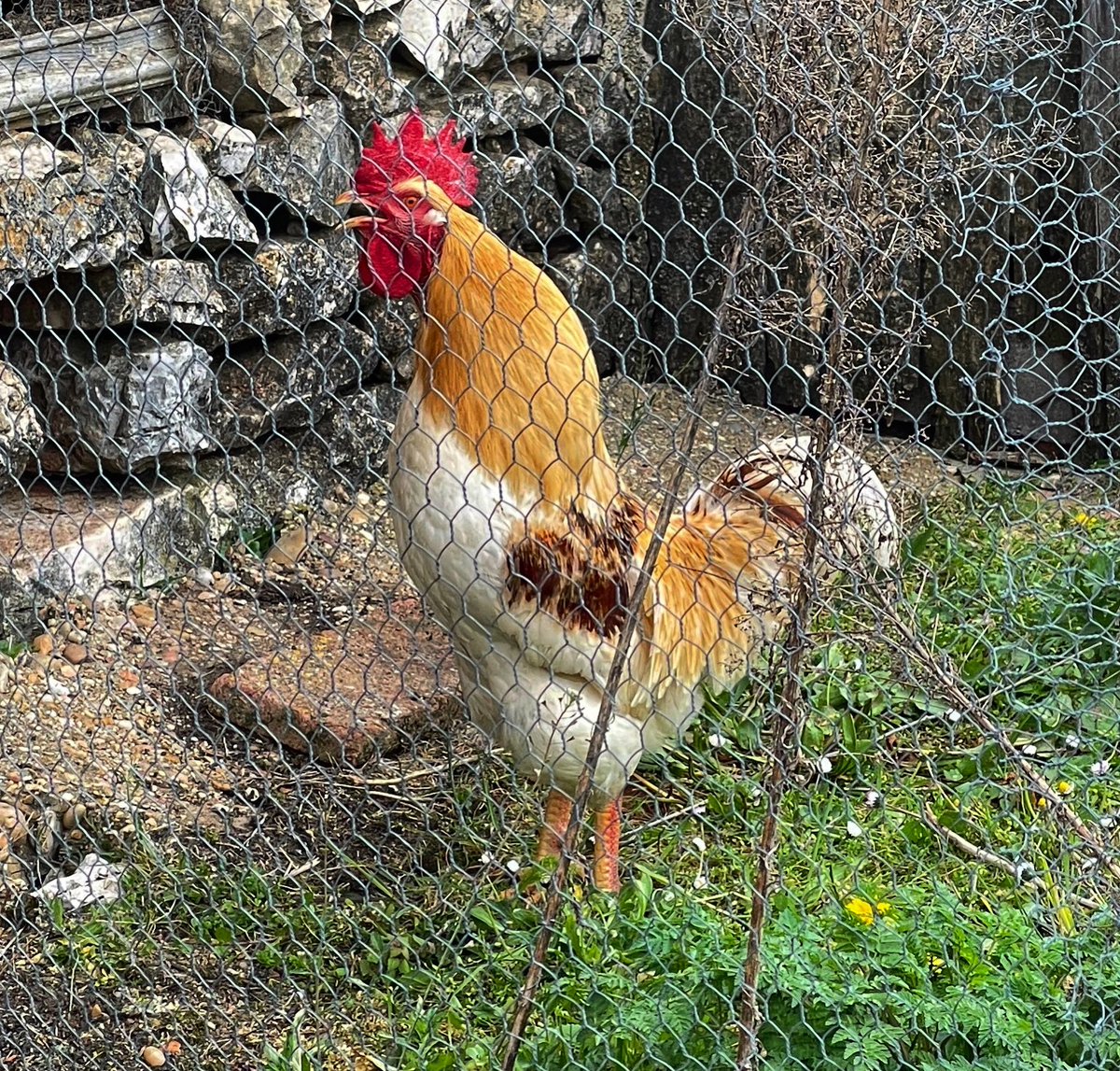 Otin5N's tweet photo. Este de Rejas de Ucero es un auténtico gallo de corral, con carácter.Cresta roja; buenos barbillones; pico poderoso y arqueado; plumaje lustroso con tonalidades ocres; tarsos robustos pero no se sin con espolones y una cola con mucho brío #28de52 #animalesdegranja
@mongeleon https://t.co/LZd80Ymyy0