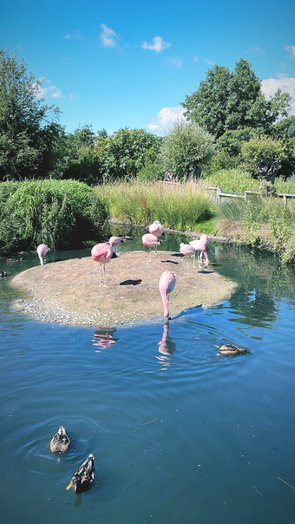 BadocksEACT's tweet image. 🦆🦢 Our Year 5 and Year 6 children visited 
@WWTSlimbridge on Friday and had such a great day even though it was a super hot day! #badockswood #slimbridge 
@EducationEACT