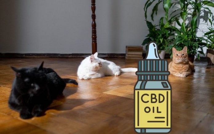 The Top 10 CBD Oils for Cats and Dogs on the Market... alloutcbd.com/the-top-10-cbd…

#CBDOilsforCatsDogs
#CBD #Oils #Cats #Dogs