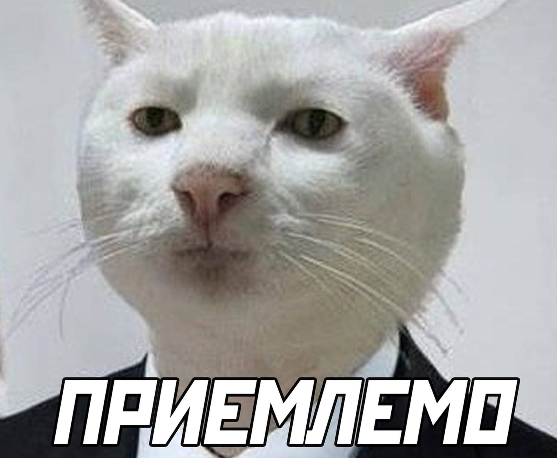 Кот с пистолетом Мем