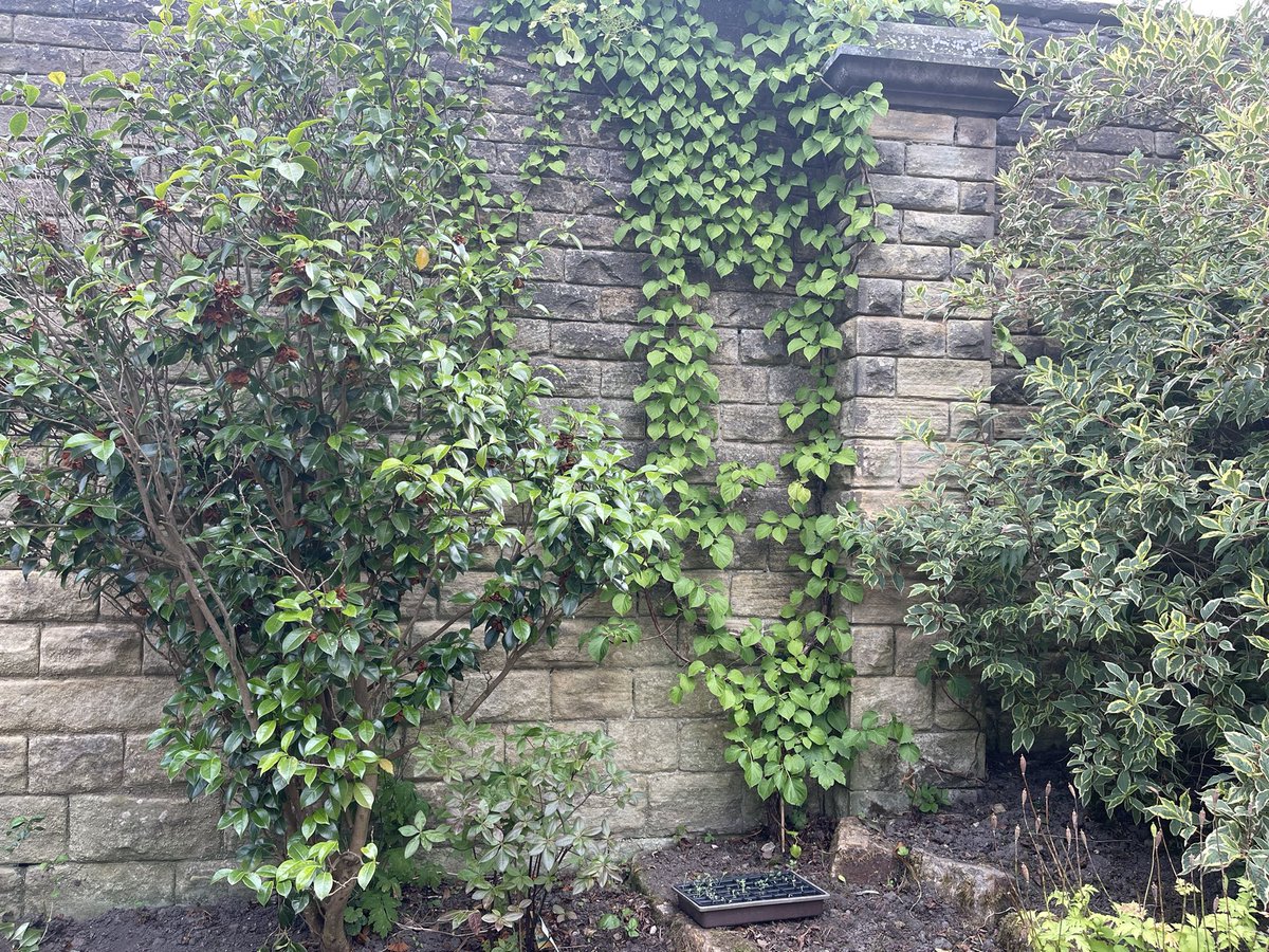 Mark_J_Winter's tweet photo. @JAJBurnham Our wall #sheffield https://t.co/aRnj2coHxw