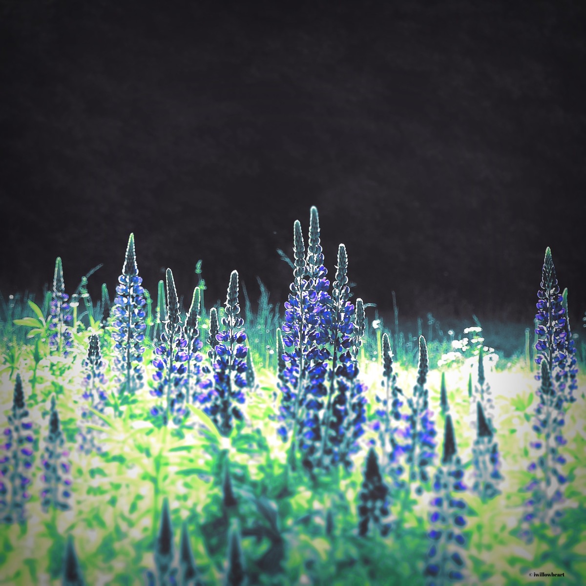 My heart is a flower

#naturephotography 
#flowers
#dark