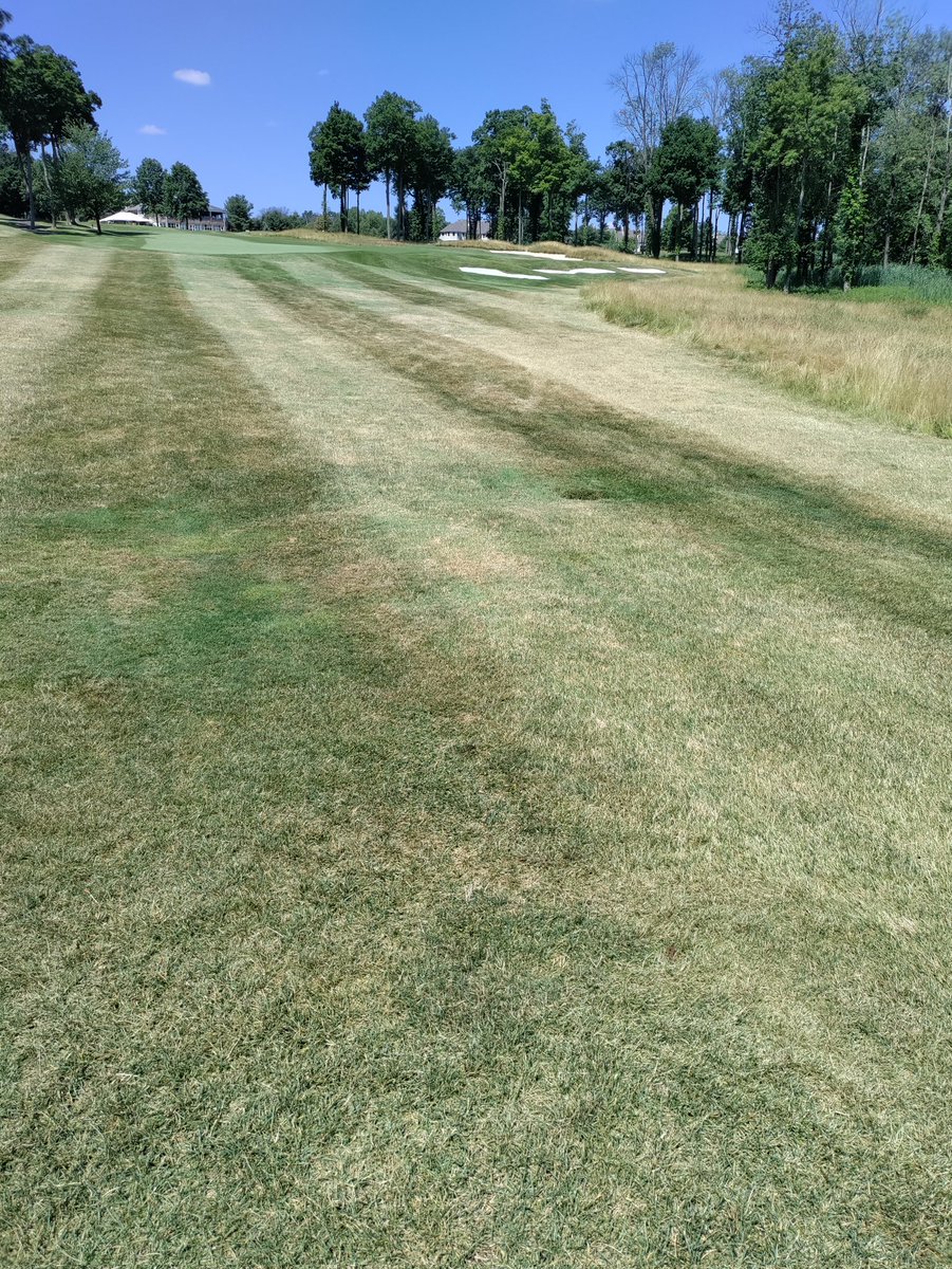Really seeing the benefits of compost on the roughs during the summer drought. These areas receive the same amount of irrigation. Note: No disease in the treated areas