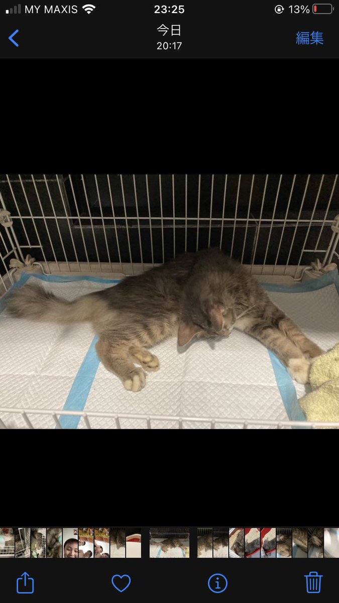 KazuuSPRNTRLFM1's tweet photo. 昨日道路で横たわってた猫、事故現場見たおばちゃん曰くモーターボードに轢かれたとの事。息があり水も飲んだので急ぎ病院(AMC)連れてくと、検査入院で2000RMからかかるという。高くて払えんと思い家に連れ帰ったけど、一日経っても首が上がらず立てないまま。明日また病院連れてってみるけど医療費... https://t.co/IfGphRiEuR