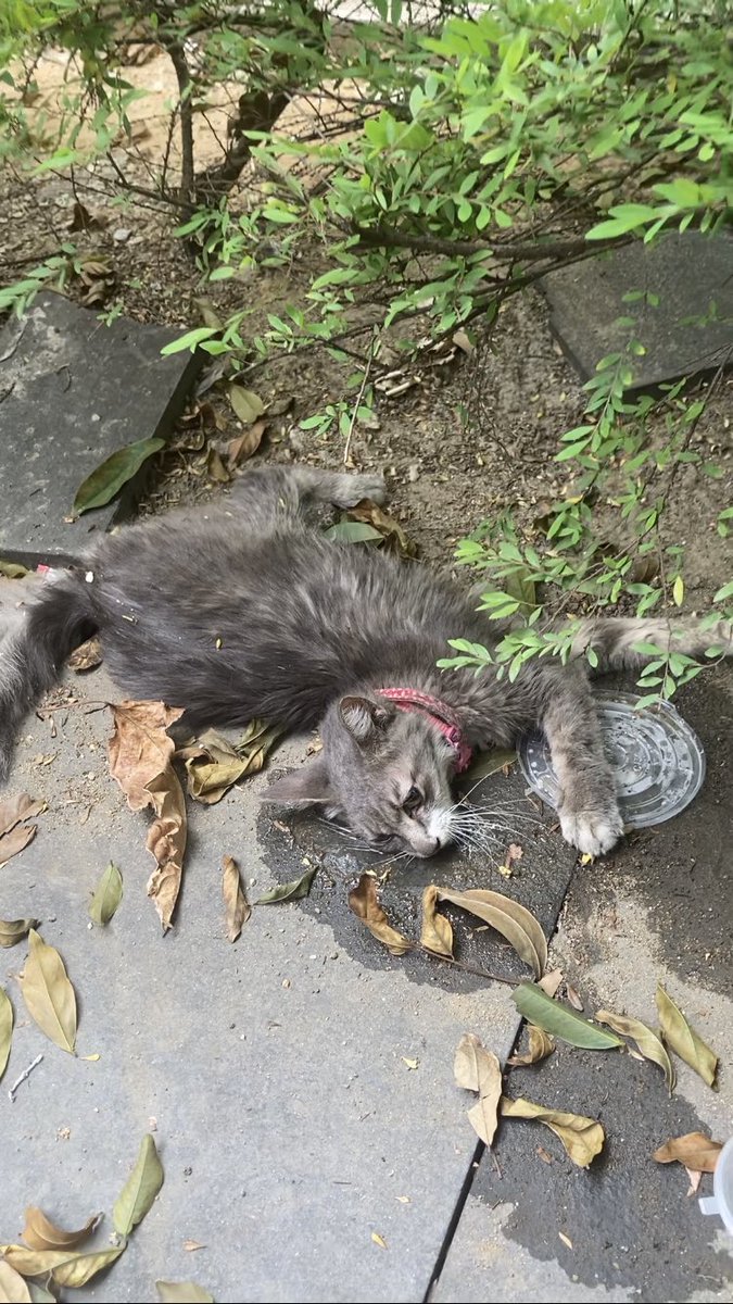 KazuuSPRNTRLFM1's tweet photo. 昨日道路で横たわってた猫、事故現場見たおばちゃん曰くモーターボードに轢かれたとの事。息があり水も飲んだので急ぎ病院(AMC)連れてくと、検査入院で2000RMからかかるという。高くて払えんと思い家に連れ帰ったけど、一日経っても首が上がらず立てないまま。明日また病院連れてってみるけど医療費... https://t.co/IfGphRiEuR