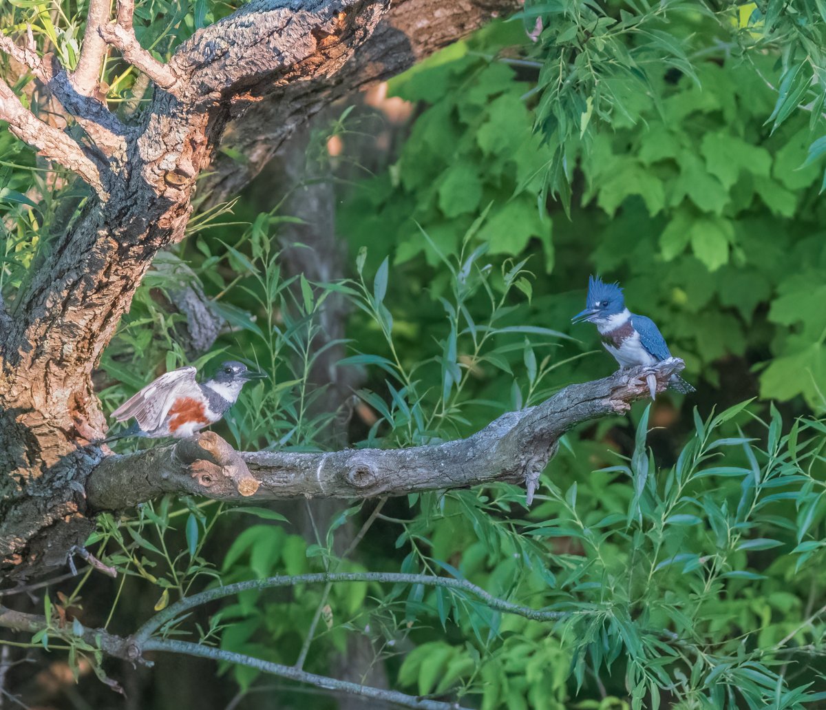 Belted kingfishers at the local pond. #ldnont