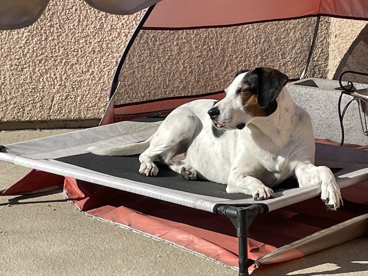 The Dude “Duggins” WooWoo Floppys tweet media