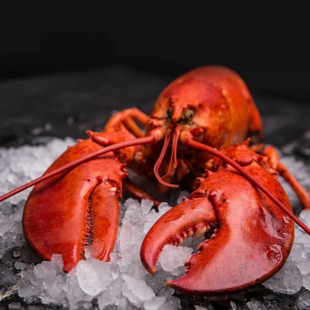 Last day of the Lobster Festival is this Wednesday, July 13th. See link in the bio to reserve your table online.
.
.
.
. 
.
#lobster #whistler #delicious #yummy #gourmet #foodinsta #instaeats #foodstagram #kitchen #instagood #foodgasm #nomnom #foodporn #eatout #theartofplati…