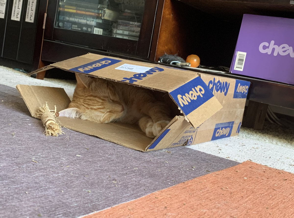 CaronAndregg's tweet photo. Chewy had to split an order into multiple small boxes. Thanks, @chewy-now Miso has a new Fortress of Solitude. #misoandesme @sdhumane @weirdlilguys #CatsOnTwitter https://t.co/CJHlvK1xgb