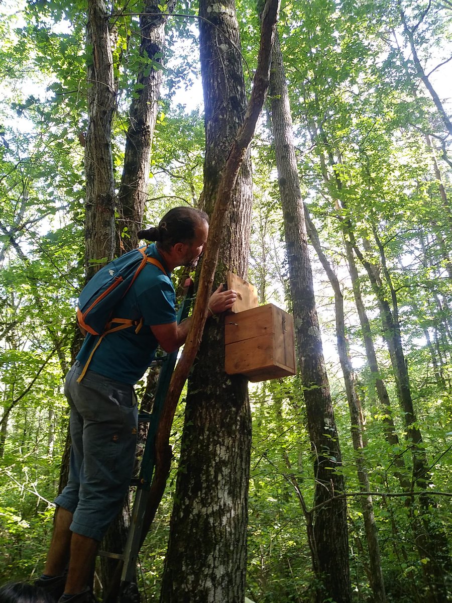 ProtegimMoianes's tweet image. Ja estem a punt per les revisions mensuals de caixes niu de liró gris. Fa uns dies vem fer la neteja de les caixes i a partir d&apos;aquest mes, coincidint amb el seu període de més activitat, vigilarem si hi ha qualsevol indici d&apos;ocupació. Amb ganes de començar! #ProjecteLiro