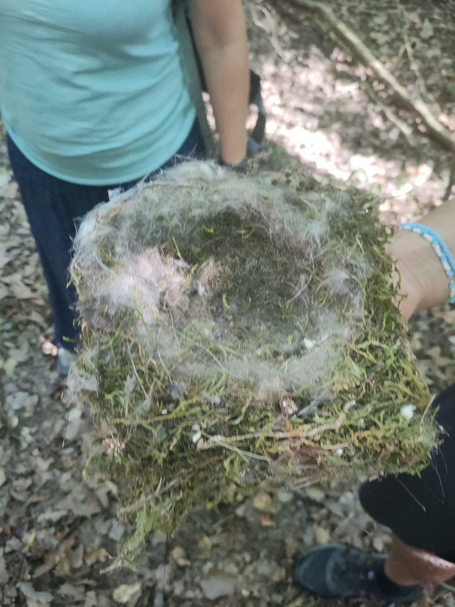 ProtegimMoianes's tweet image. Ja estem a punt per les revisions mensuals de caixes niu de liró gris. Fa uns dies vem fer la neteja de les caixes i a partir d&apos;aquest mes, coincidint amb el seu període de més activitat, vigilarem si hi ha qualsevol indici d&apos;ocupació. Amb ganes de començar! #ProjecteLiro