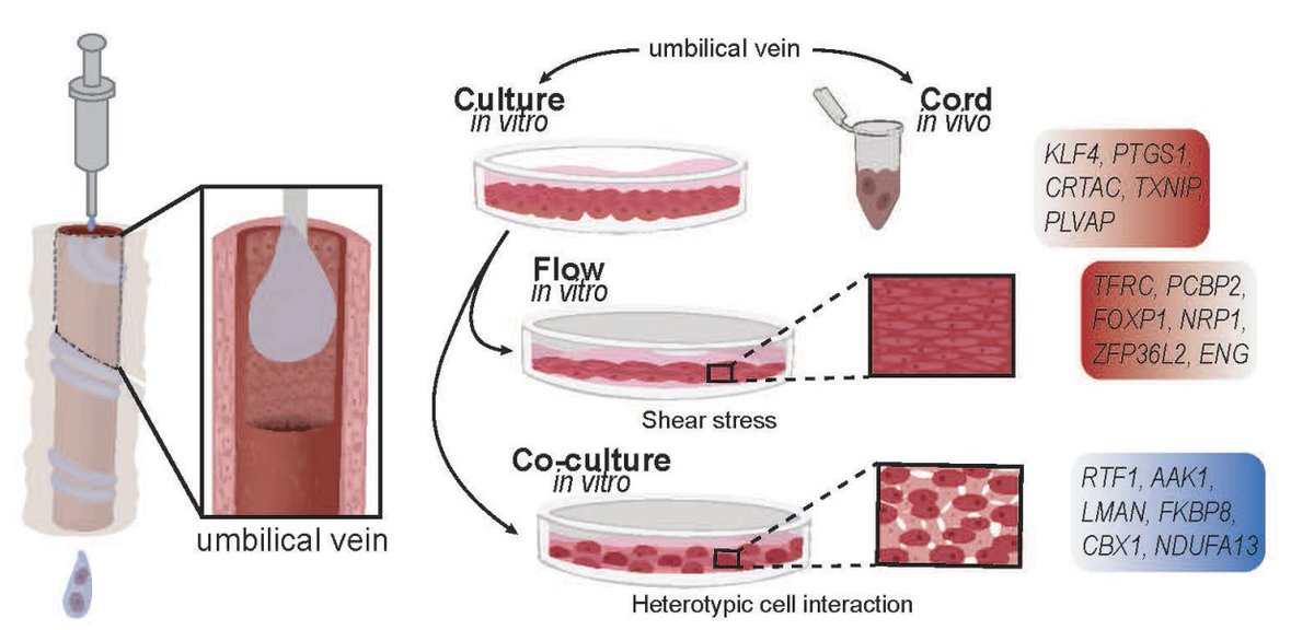 Our preprint detailing RNA/protein changes in endothelial cells in-vivo vs in-vitro + how to recover the gene signature by flow + co-culture. What we loose in a dish (lots). Genes/pathways that rely on contextual information and physical forces <a href="/UAromLab/">Casey Romanoski</a> <a href="/unitsaq/">Austin Quach</a> <a href="/ArispeLab/">Arispe Lab</a>