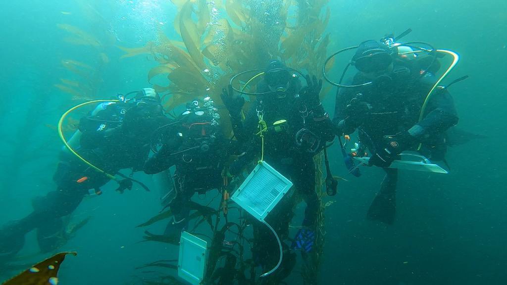 luismalpicaC's tweet photo. Proud to have completed training of the 2nd Gen of #ScientificDivers from @UABC_oficial @mexcalscience @FcmOcean great and enthusiastic class! #subtidalscience #BajaCalifornia @FMAS_Mx #CMAS #KelpForest #TemperateDive https://t.co/j7cXsmir1r