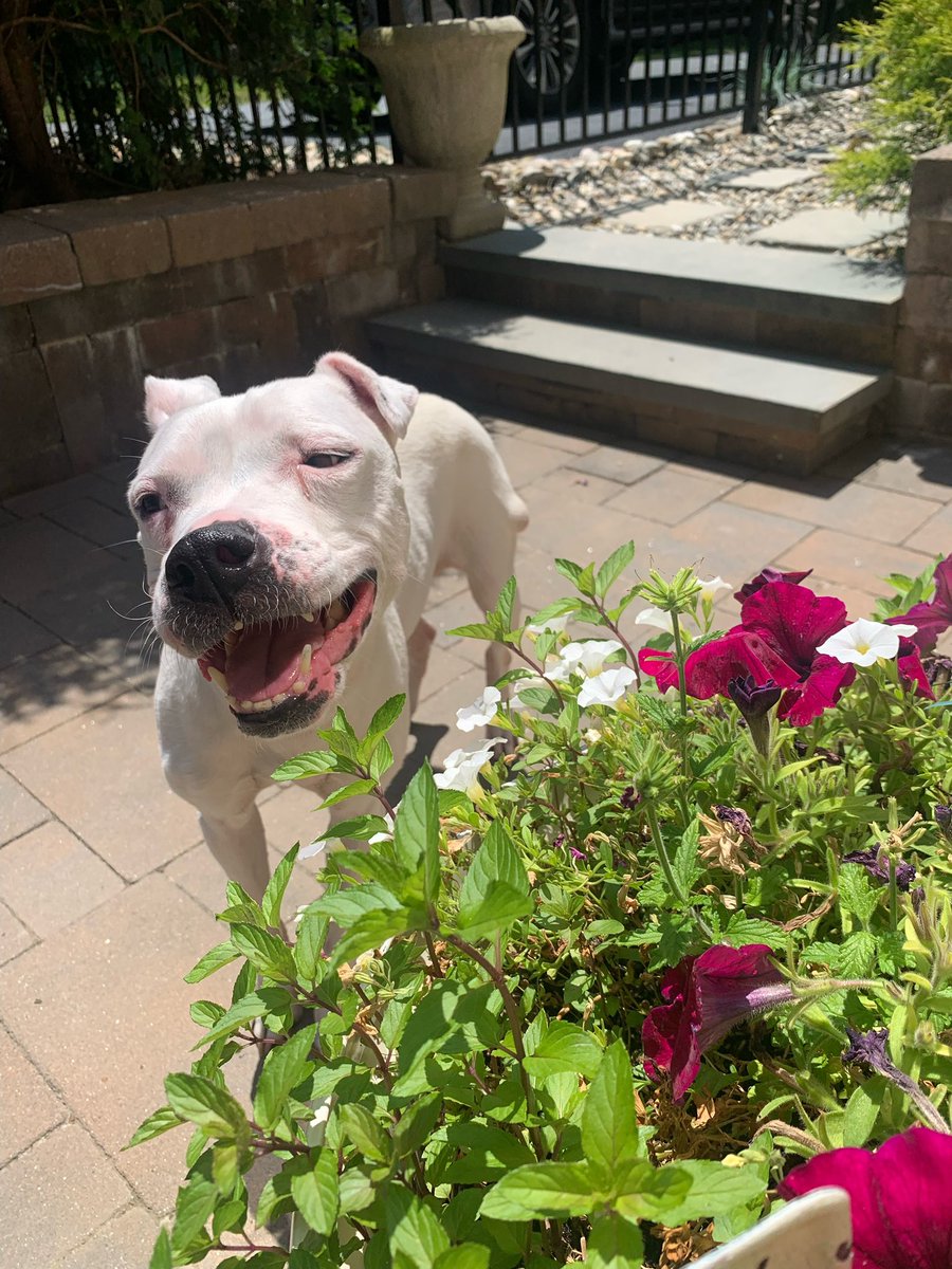 Pit of Our Souls Rescue tweet media