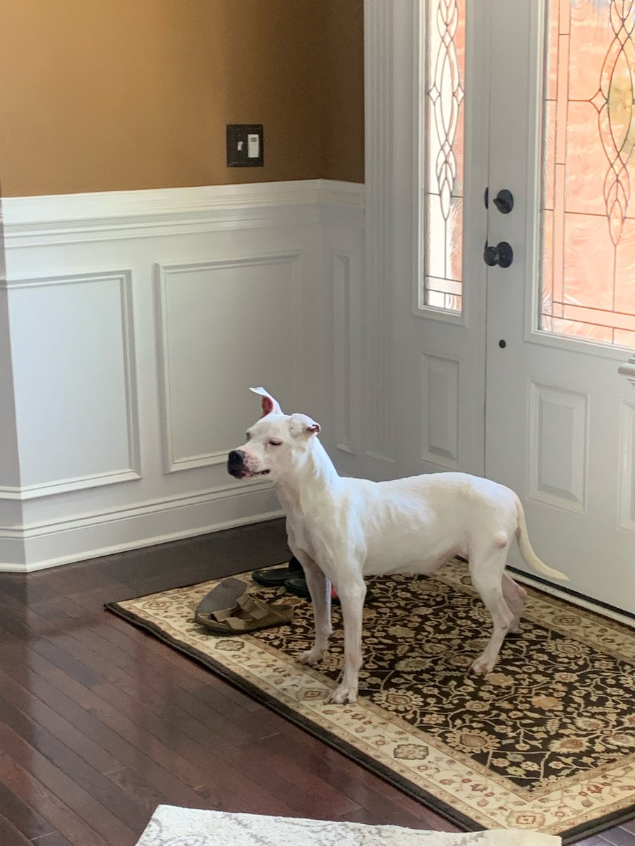 Pit of Our Souls Rescue tweet media