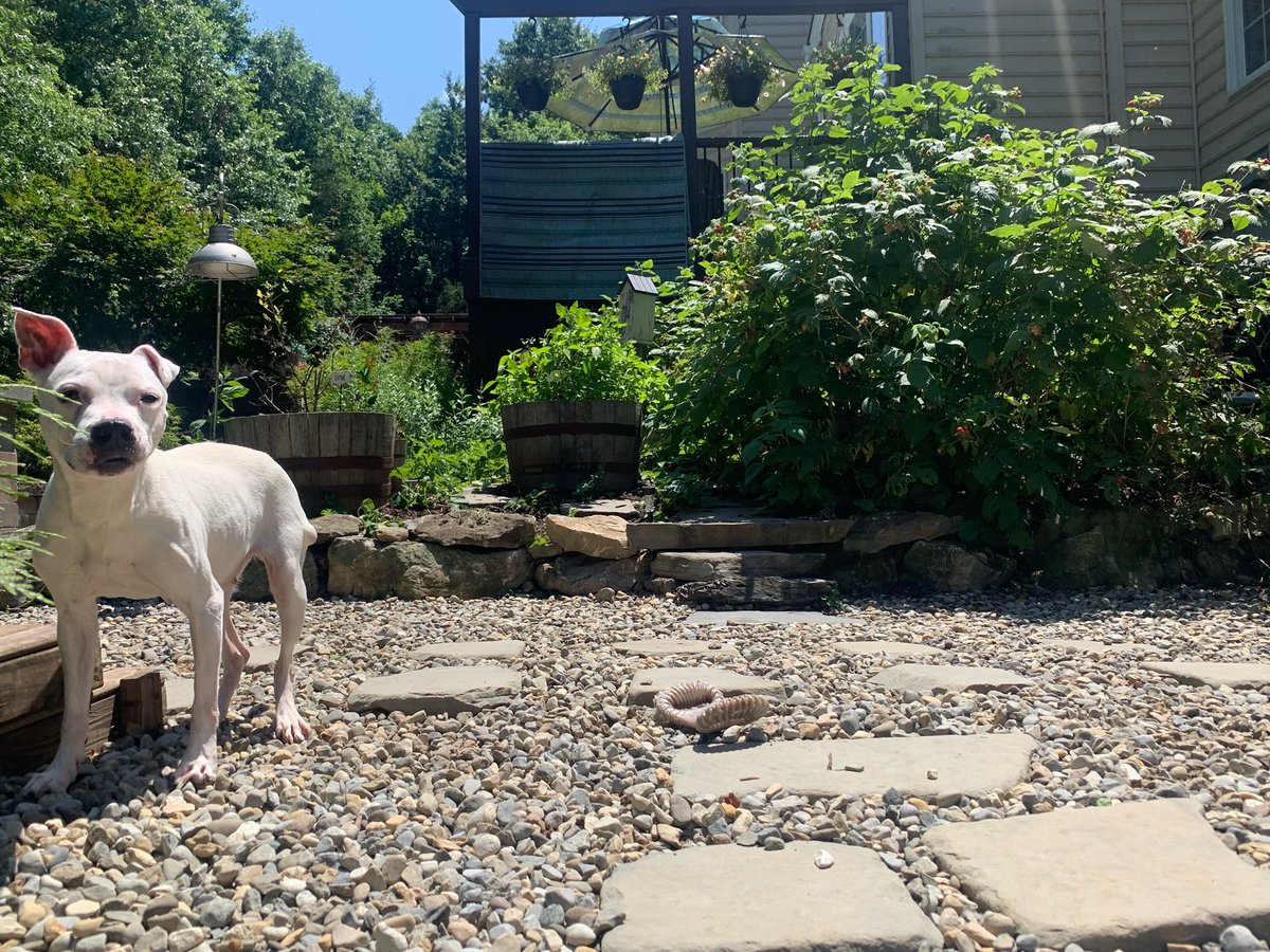 Pit of Our Souls Rescue tweet media