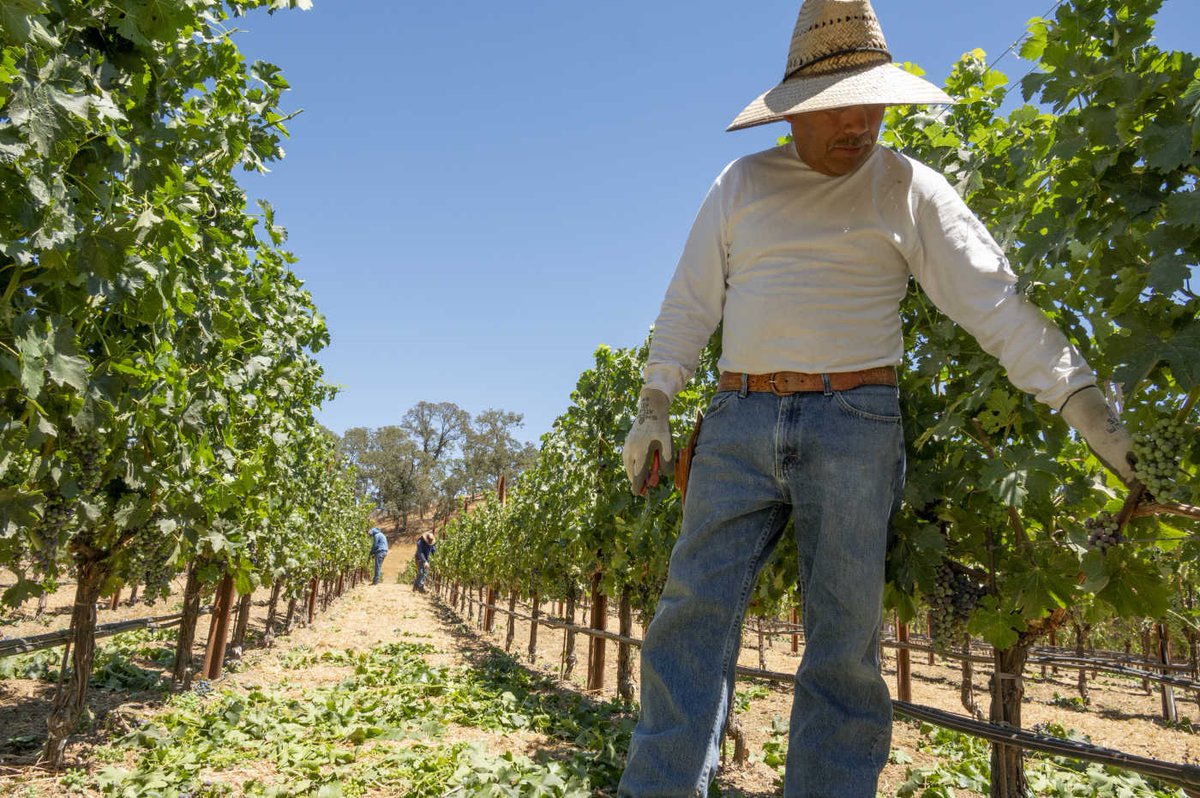 PriestRanchWine's tweet photo. Crafted in the vineyard and made in the winery, our wines reflect the richness and diversity of our vineyards - Somerston Estate. Being hands on and in full control of our vineyards, allows us to adapt the viticulture practice to each block.

#priestranch #winery #behindthescenes https://t.co/tDXQCxOic5