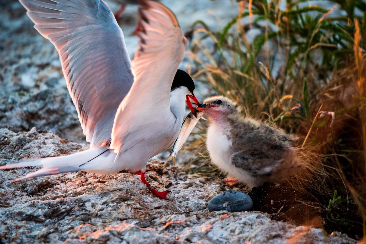 Here⬇️, a GPS tagged adult (see the antenna) feeds its chick a juvenile herring. The researchers – <a href="/DrLizCCraig/">Elizabeth Craig</a>, <a href="/NBFurey/">Nathan B Furey</a>, <a href="/CaldwellAliya/">Aliya E. Caldwell</a>, <a href="/livia_smith_/">Olivia Smith</a>, and teams – can tell exactly where this fish was caught, sometimes as far as Cape Cod, over 120 miles round trip! 3/4