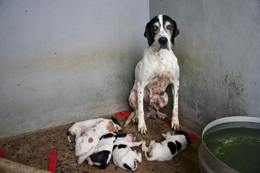 UnionAnimales's tweet photo. ⚠️Hembras explotadas para la cría sin control

⚠️Perros de caza al margen de la ley  

 (imágenes tomadas por una de las entidades de protección animal que forman parte de Unión por los animales)
https://t.co/3sqrsDULCs
#MaltratoAnimalInstitucional #MaltratoAnimal #difunde #Rts https://t.co/COWKNl0lyY