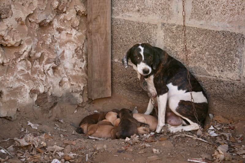 UnionAnimales's tweet photo. ⚠️Hembras explotadas para la cría sin control

⚠️Perros de caza al margen de la ley  

 (imágenes tomadas por una de las entidades de protección animal que forman parte de Unión por los animales)
https://t.co/3sqrsDULCs
#MaltratoAnimalInstitucional #MaltratoAnimal #difunde #Rts https://t.co/COWKNl0lyY