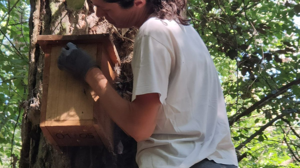 ProtegimMoianes's tweet image. Ja estem a punt per les revisions mensuals de caixes niu de liró gris. Fa uns dies vem fer la neteja de les caixes i a partir d&apos;aquest mes, coincidint amb el seu període de més activitat, vigilarem si hi ha qualsevol indici d&apos;ocupació. Amb ganes de començar! #ProjecteLiro