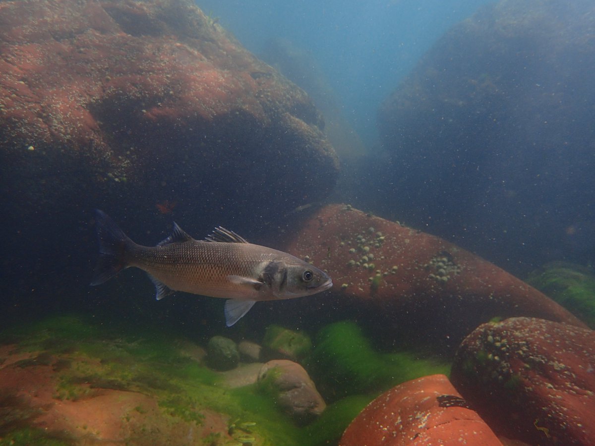 The sea is just so clear at the moment. Plenty to see - like this bass in the shallows just off the shore.😍😁 #pembrokeshire <a href="/PembsCoast/">Pembrokeshire Coast National Park</a> <a href="/VisitPembs/">Visit Pembrokeshire 🏴󠁧󠁢󠁷󠁬󠁳󠁿</a>