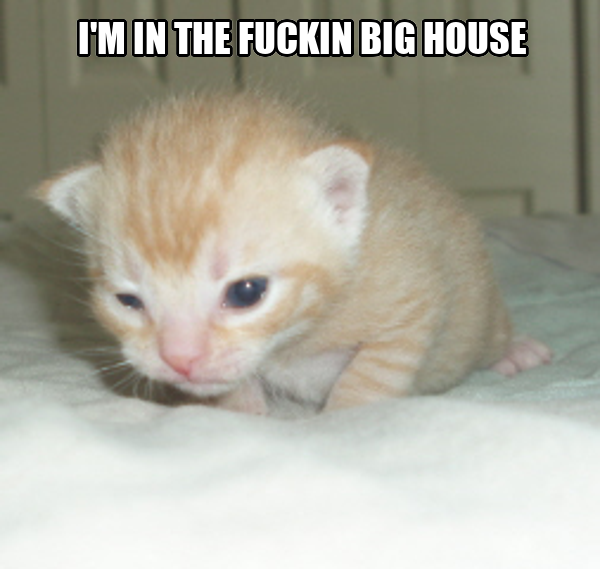 cat_grips's tweet image. 