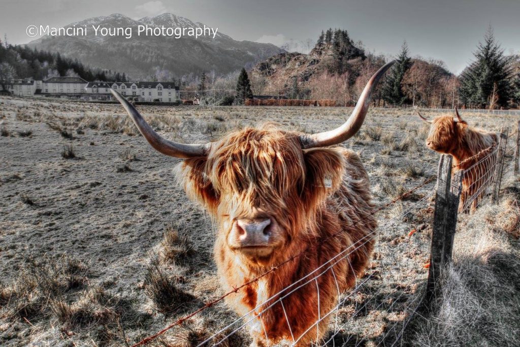 Health and Safety Advice and Assistance in the Agricultural Industry - hscsscotland.com/health-and-saf…