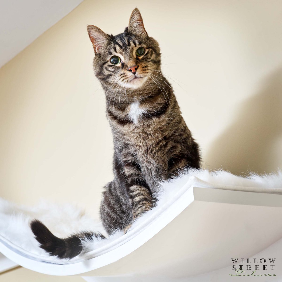 WillowStreetPic's tweet photo. Cattitude is everything 🐈 

#PAphotographer #mainlinemom #petphotography #catphotography #tabbycat https://t.co/6Tj9lJuCDK
